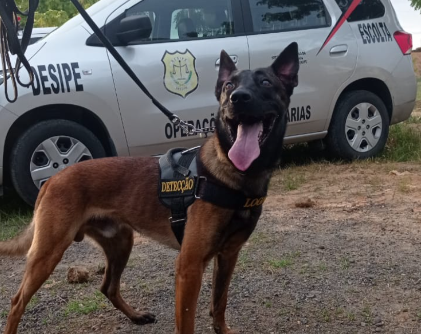 Escola de Gestão Penitenciária promove I Seminário de Detecção com Cães
